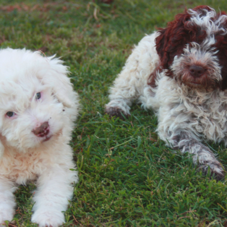 Lagotto Romagnolo Salute Carattere Prezzo Allevamento Vdm