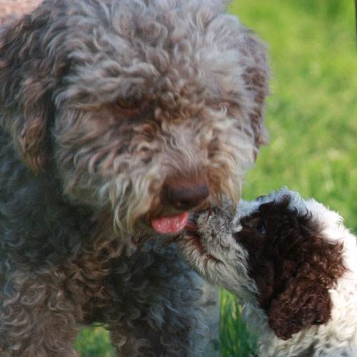 Genetic testing in the Lagotto 