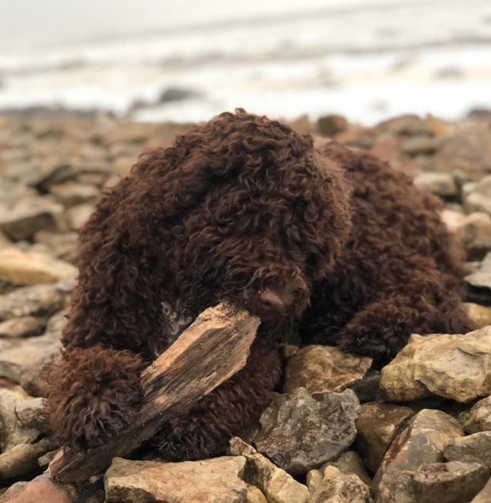 Lagotto Romagnolo: Curiosità e cose da sapere - Valle dei Medici