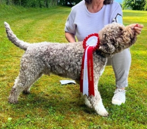 lagotto romagnolo Austia champion beauty