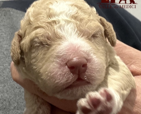 Lagotto 2024 Atena Chiara