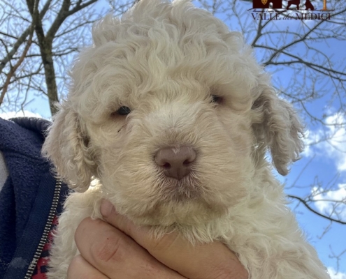 allevamento valle dei medici lagotto romagnolo big