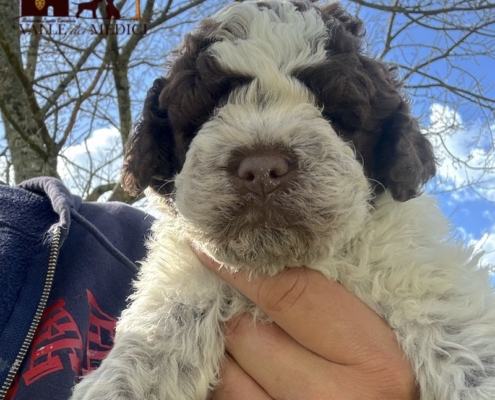 lagotto allevamento valle dei medici brenda