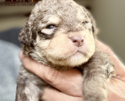 lagotto focated switzerland carla