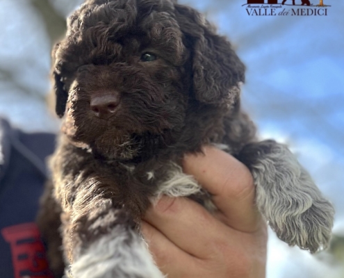 lagotto pup avalaible clizia