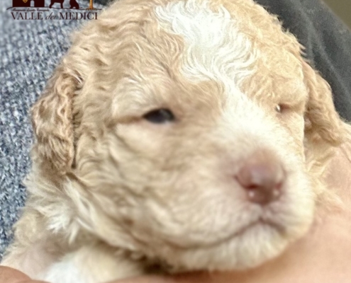 lagotto pup orange chiara