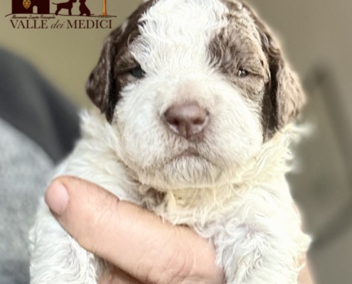 lagotto romagnolo available camilla