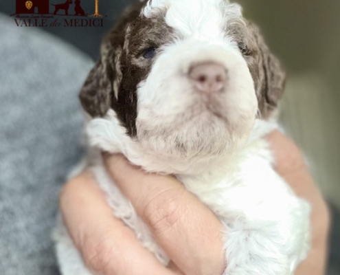 lagotto romagnolo breed pups brenda