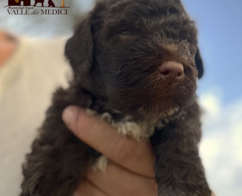 lagotto romagnolo breeder valle dei medici danilo