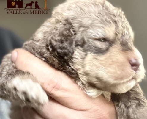 lagotto romagnolo denmark cinzia