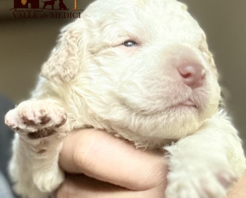 lagotto romagnolo italian breeder camillo