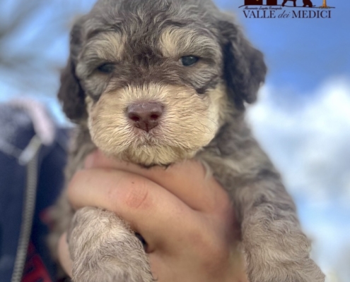 lagotto romagnolo pup austria carla