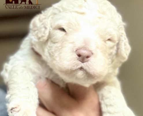 lagotto romagnolo pups big