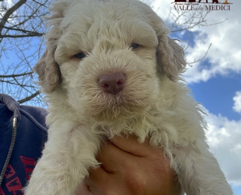 pup lagotto switzerland camillo