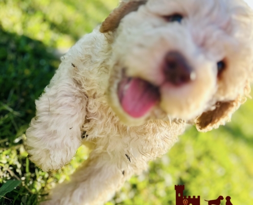 lagotto maschio bianco