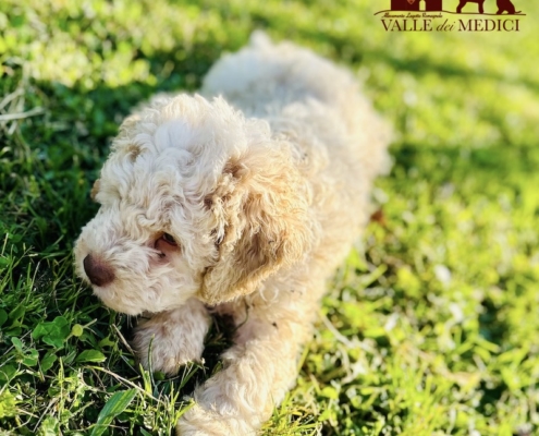 male lagotto white