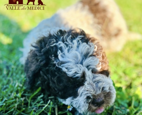 roan pup lagotto