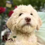 lagotto pup availaible