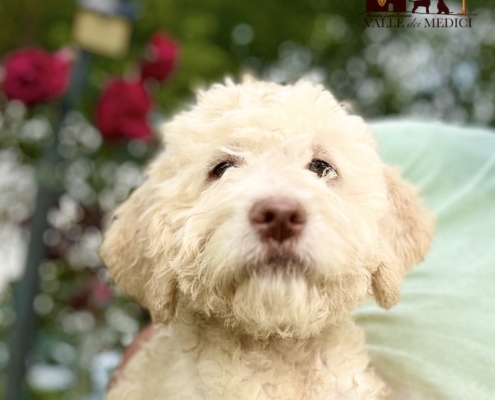 white lagotto pup