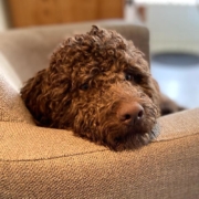 cucciolo lagotto brown