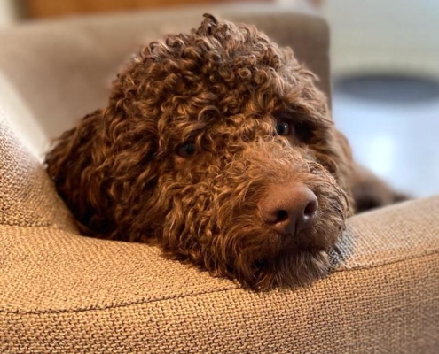 cucciolo lagotto brown