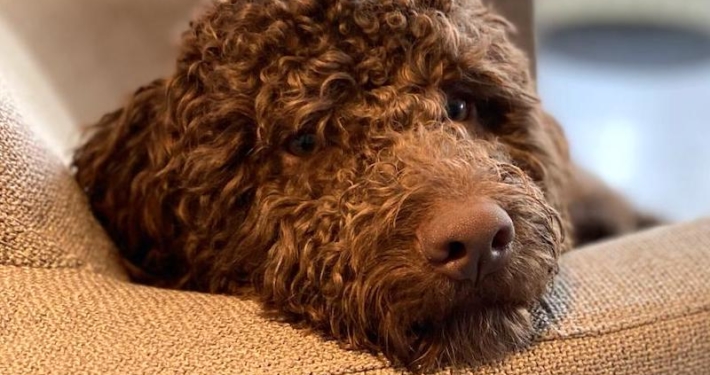 cucciolo lagotto brown