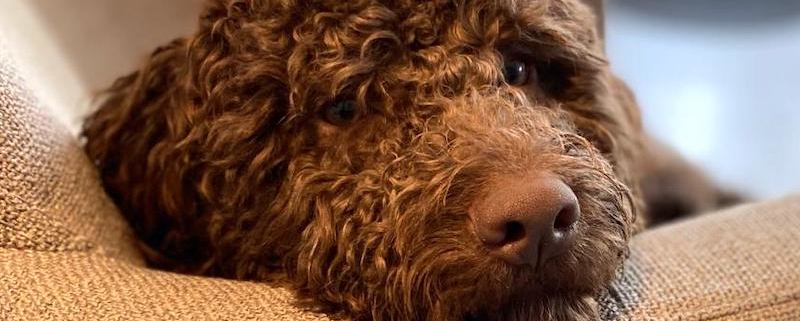 cucciolo lagotto brown