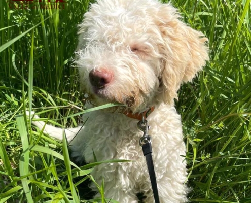 foto lagotto bianco