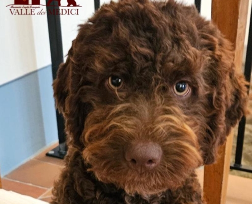 fotografie lagotto cucciolo