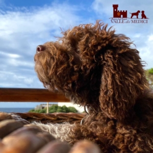 fotografie lagotto romagnolo