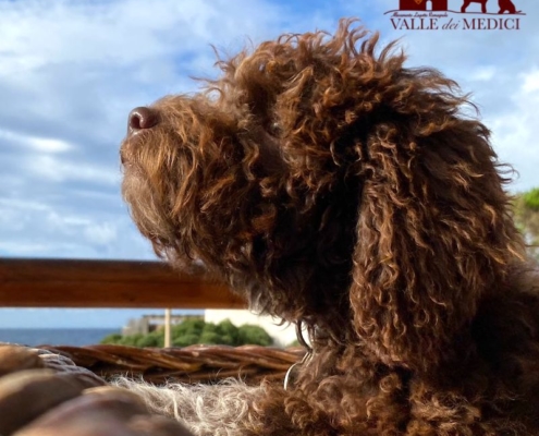 fotografie lagotto romagnolo