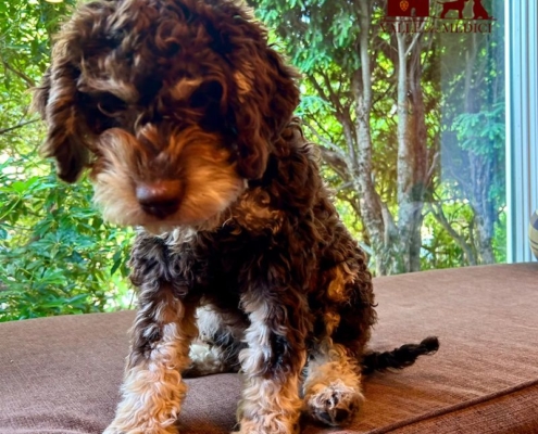 immagine lagotto cucciolo