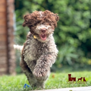 photo lagotto romagnolo