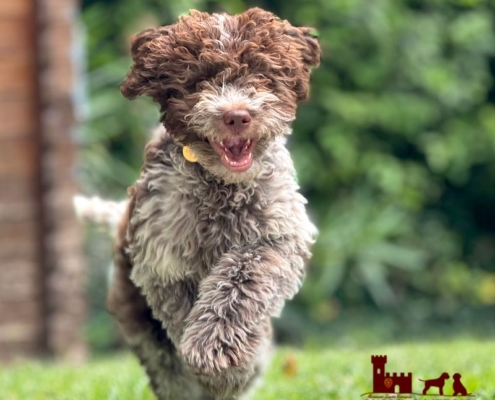 photo lagotto romagnolo