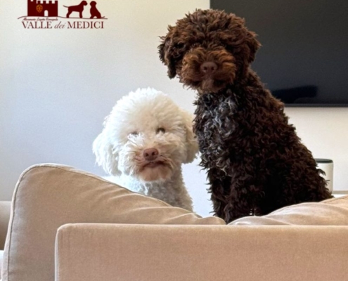 picture gallery lagotto