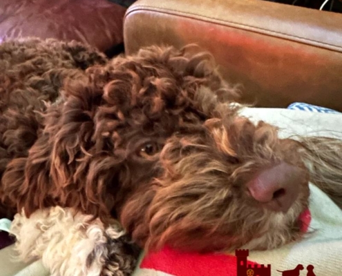 picture lagotto pup