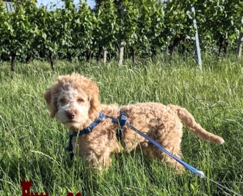 picture lagotto pup orange