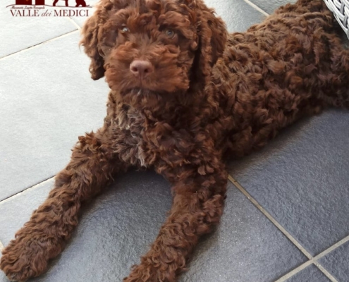 pup lagotto